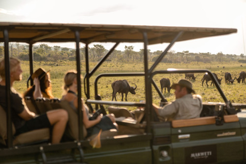 MAKWETI VEHICLE WITH BUFFALO