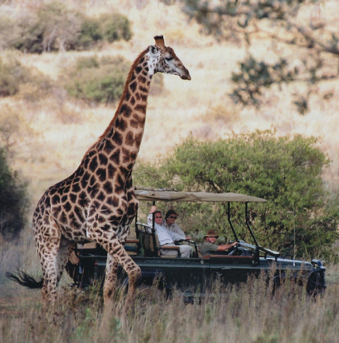 MAKWETI VEHICLE WITH GIRAFFE