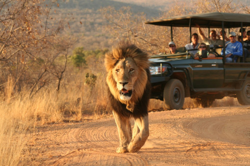 VEHICLE WITH LION ON THE ROAD MAKWETI